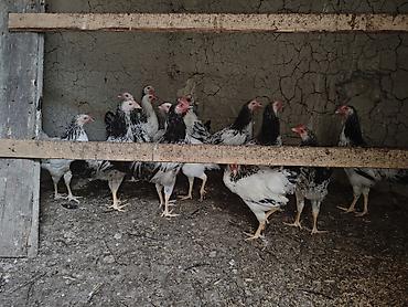 bakida cins ineklerin satisi: Ev toyuqlari.Real alıcıya endirim olacaq — 2