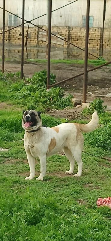 İtlər: Qurdbasar, 10 ay, Dişi, Peyvəndli — 2