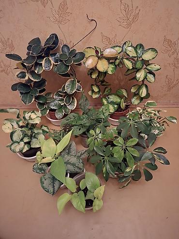 Сингониумы: Коллекция комнатных растений — подборка декоративно-лиственных — 29