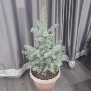 Декоративные деревья: Саженцы деревьев: Ели, Самовывоз, Платная доставка — 9