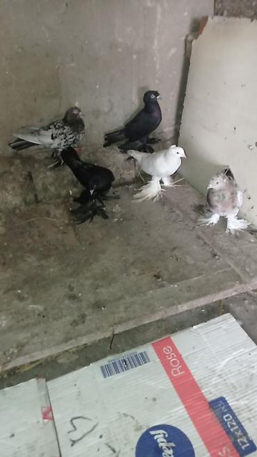 tovuz quşu satışı: Göyərçin kolleksiyası – lələkli ayaqlı dekorativ cinslər 5 eder iri — 7