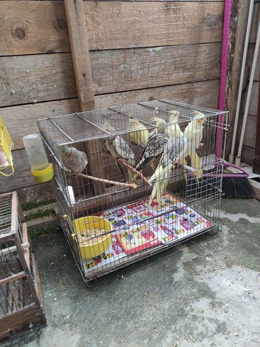 Tutuquşları: Qəfəs quslar — 4