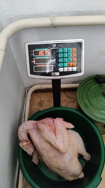 Мясо: 3 кг — 11