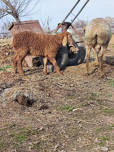 Баран, овца: Продаю | Овца (самка) | Арашан | Для разведения | Матка — 5