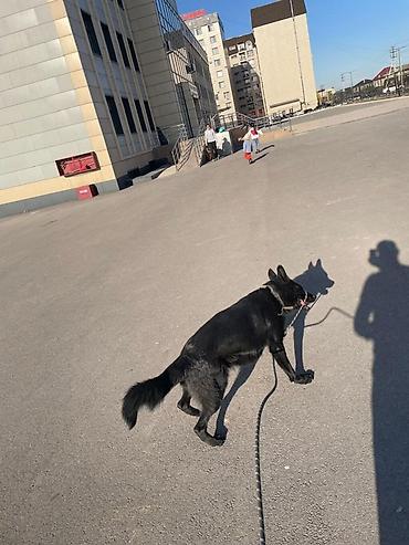 овчарка: 🚨🚨🚨ПОТЕРЯЛАСЬ СОБАКА🚨🚨🚨 Немецкая овчарка черного окраса, по кличке — 1