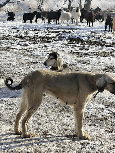 Продажа собак: Продажа Щенков ТАЙГАН для пастушьей службы и охоты. Описание: - — 1