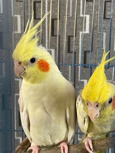 Tutuquşları: Salam. ENDİRİMLƏR🦜🐦 Qiymət dənə düşməmişlər 35 m başlayır