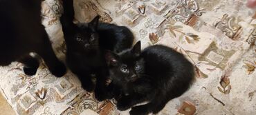 кошки в добрые руки: Котята.Домашние.Ищют Любищюю.Заботливую Семью.К лотку причины.кушают