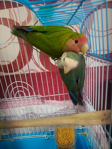 Qəfəslər: Təzə Qəfəslər 9azn boş qəfəslər Valnisti Tutuquşu Qəfəsi 9azn Amadin — 11