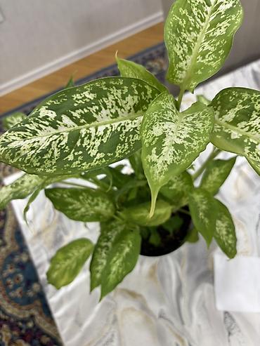 Другие растения: Dieffenbachia (ağ xallı tropik otaq bitkisi) - Növ: Dieffenbachia — 8