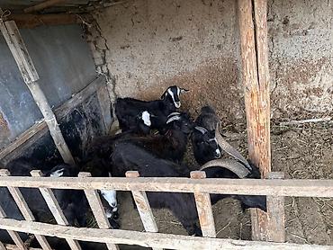 Продам с/х животных: Продаю | Коза (самка), Козлёнок | Полукровка | Для разведения | Котные — 4