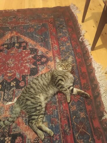 хаски щенки цена бишкек: Tabbi, Erkək