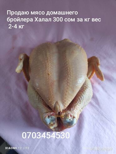 куриная продукция: Бройлер :, 2 кг