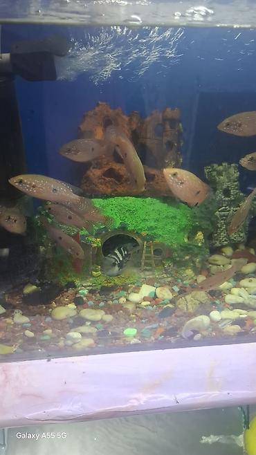 Рыбы: Продаю аквариум вместе с рыбами — 1