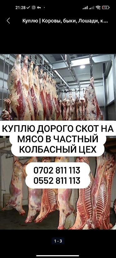Айыл-чарба жаныбарлары: Куплю | Коровы,быки, Лошади, кони, Другие с/х животные | — 1