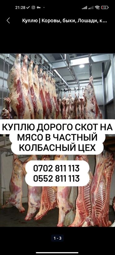 продаю бычка: Куплю | Коровы, быки, Лошади, кони, Другие с/х животные | Круглосуточно, Любое состояние, Забитый