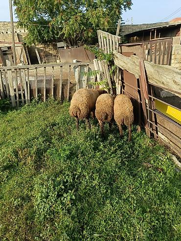 cin bildircin yumurtasi: Dişi, Qala, il: 1, 40 kq, Damazlıq, Ətlik — 2