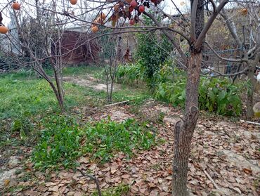 Bağ evlərinin satışı: Şirvan, 130 kv. m, 3 otaqlı, Hovuzsuz, Qaz, İşıq, Su — 8