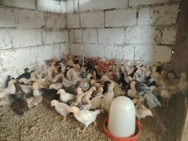 cins ineklerin satisi: Toyuq, Damazlıq, Rayonlara çatdırılma