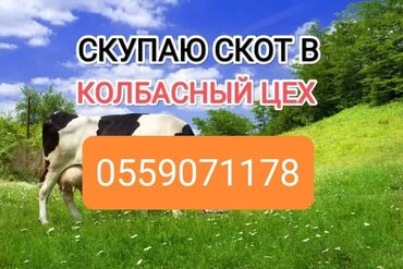 скупка кукуруза: Куплю | Коровы, быки, Лошади, кони | Круглосуточно, Любое состояние, Забитый