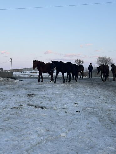 Лошади, кони: Продаю | Кобыла (самка) | Полукровка | Для разведения | Племенные — 4