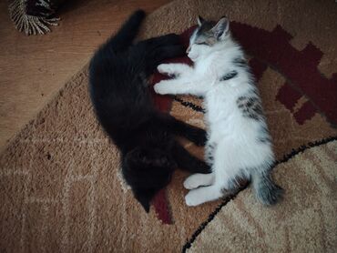 котята простые: Отдам котят в хорошие руки. Мама породы пиксибоп (маленькая рысь). У