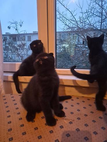 Pişiklər: Şotland yastı qulaq, Erkək, Dişi, Yaxşı əllərə, Ünvandan götürmə, Pulsuz çatdırılma, Ödənişli çatdırılma — 12