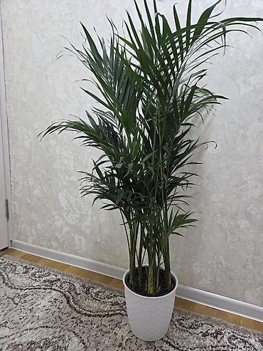 Драцены и Сансевиерии: Сансевиерия (Sansevieria, «щучий хвост») в горшке. Описание: - — 8