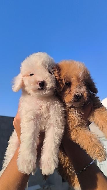 Heyvanlar üçün digər mallar: Miniatür pudel balaları – krem və aprikos rəngləri Məhsul təsviri: - — 7