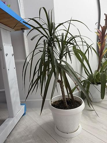 цветы драцена: Драцена (вероятно Dracaena marginata) в декоративном белом горшке с — 1