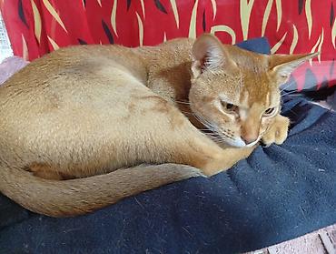 коротколапая кошка: Абиссинская, 9 месяцев, Мальчик, Рыжий — 2