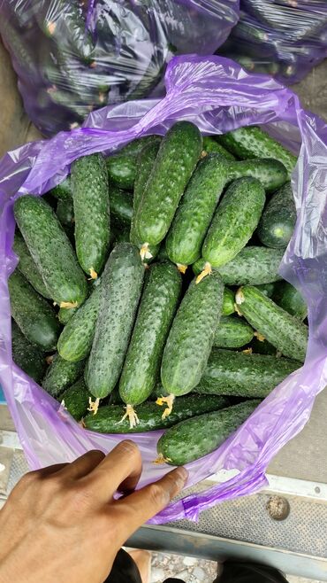 картошка сары озон: Бадыраңдар Кураж, Дүңүнөн