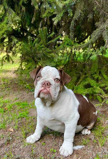 Psi: Odgajivacnica pasa "Happy Puppies" ima u ponudi prelepe stence — 10