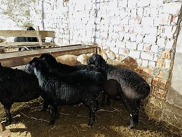 Баран, овца: Продаю | Баран (самец), Ягненок | Арашан, Гиссарская | На забой, Для разведения | Осеменитель, Племенные — 8