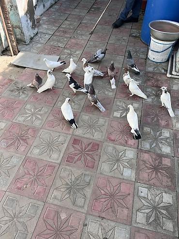 danisan tutuqusu satisi: Salam aleykum. 16. Heyvandı. Kom 100 manat. Tək tək. Qiymət — 2