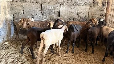 кошки белые: Продаю | Овца (самка) | Для разведения | Ярка — 6