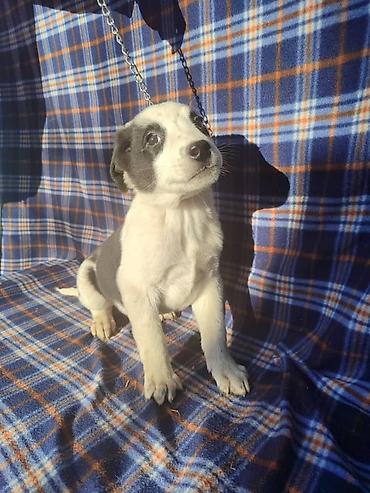 Продажа собак: Ищем дом щенкам. Дважды привиты,имеют ветеринарные паспорта. Есть — 2