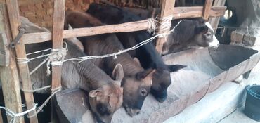 продаю музоо торпок корова самка бык самец айрширская ангус алатауская на забой для разведения на откорм племенные нетель привязанные: Продаю | Бык (самец) | Швицкая, Симментальская | На откорм, Для разведения | Искусственник