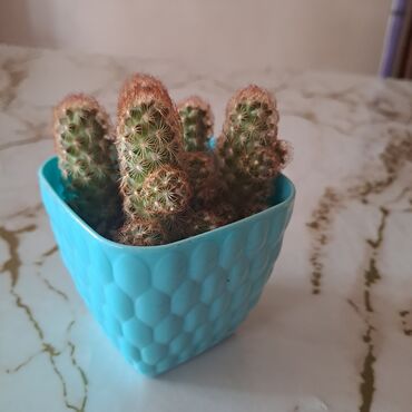 kaktus oyuncaq: Hazır dibcekde kaktus. 5 denedir ve görundüyu kimi,balalarıda