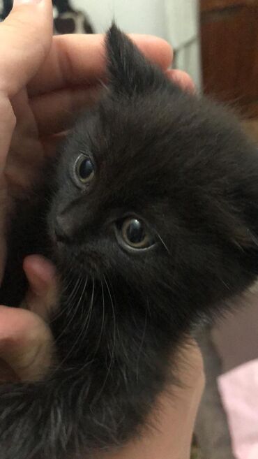 персидский кот цена: Отдаю котят, полосатый мальчик черная девочка мама у них британская