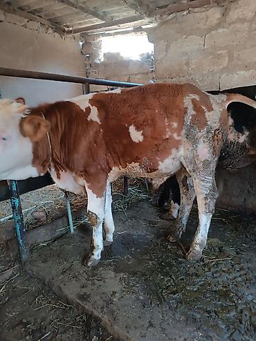 cins buzovların satışı: Razılaşma yolu ilə super danalardı — 3