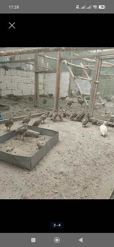 прикол курочки: Продаю подростков кекликов — 3
