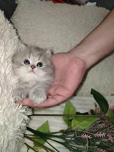 Кошки: Şirin balaca pişik balaları - Cins: Uzun tüklü, yumşaq və sıx örtüklü — 5