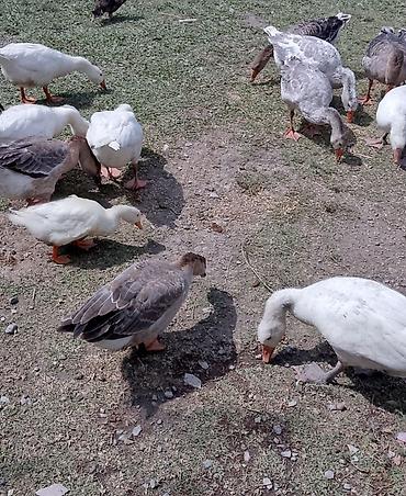 qaz quşu: Qaz və lal ordək Qaz cins rus saxlama ətlik və damazlıq ördək cins — 4