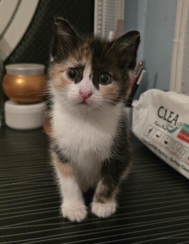 Pişiklər: Dişi, Yaxşı əllərə — 4