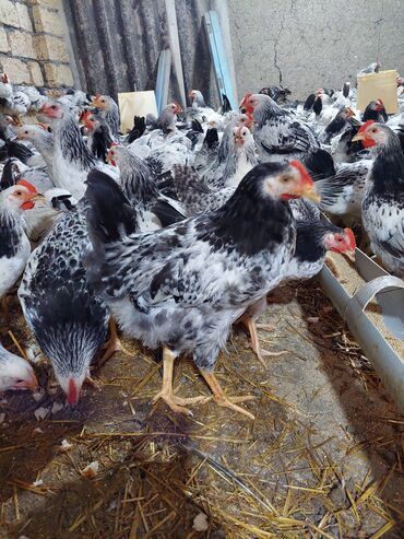 xacmazda satilan inekler: Toyuq, Damazlıq