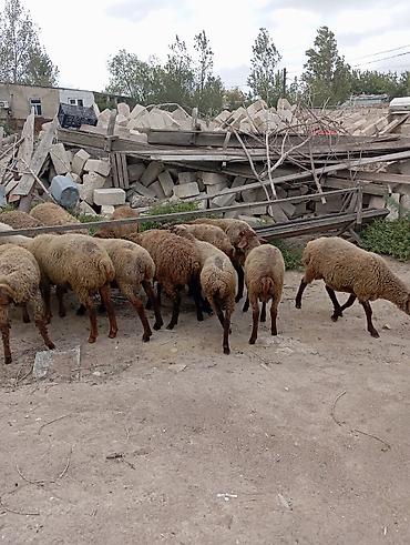 avcarka type 1: Qoyun sürüsü – ətlik və damazlıq üçün - Təsvir: Şəkillərdə qəhvəyi və — 6