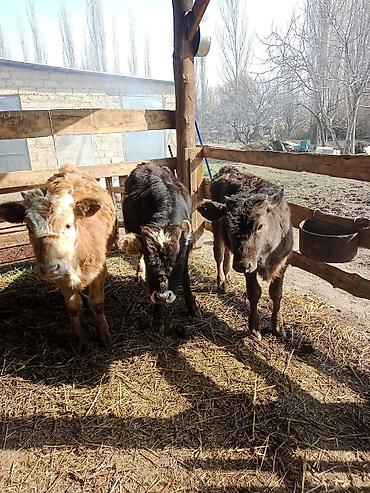 Коровы, быки: Продаю | Бык (самец) | На откорм | Привязанные — 2