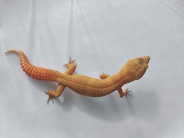 Зоотовары: Леопардовые гекконы (Eublepharis macularius) редких морф Элитный — 6