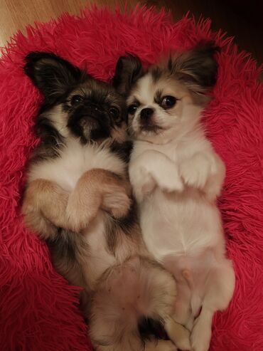 it xaski: Pekines, 11 ay, Dişi, Peyvəndli, Ünvandan götürmə